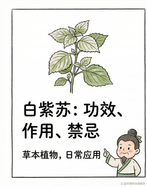 日常怎么用草本天然除味?