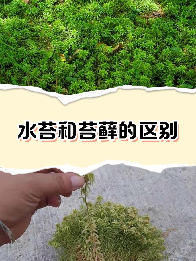 干燥与吸水后苔藓状态对比