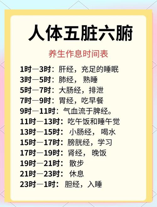 人体肠胃昼夜节律工作时间表