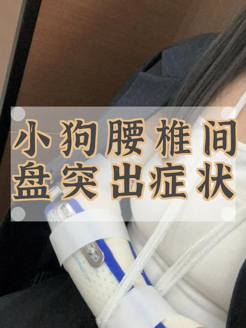 犬椎间盘突出早期疼痛时弓背站立的实拍图