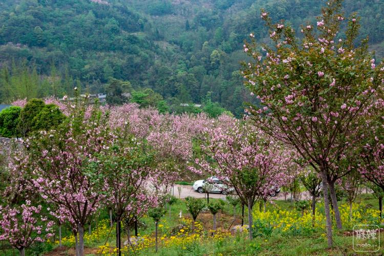 3. 崇州三郎镇樱花基地：冷门宝藏，但山路十八弯