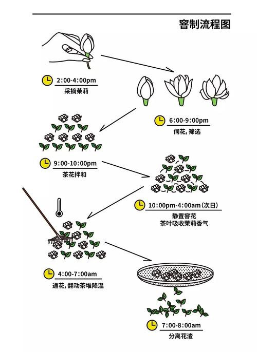 茉莉花茶窨制工艺流程图解