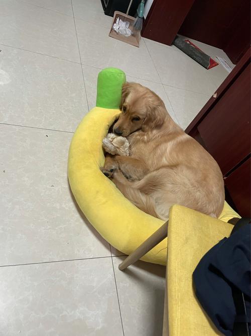 金毛幼犬在家乱拉乱尿 主人崩溃清理场景