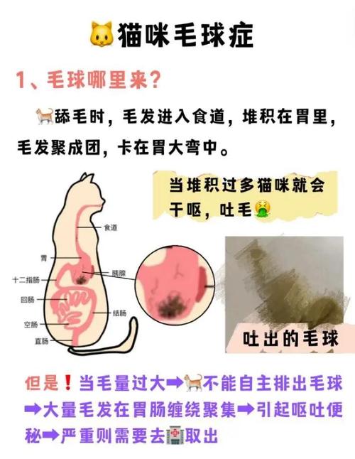 健康猫肠道排出猫毛过程示意图