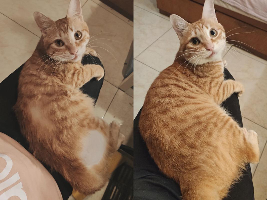 猫咪分离焦虑导致过度舔毛腿部秃毛实拍