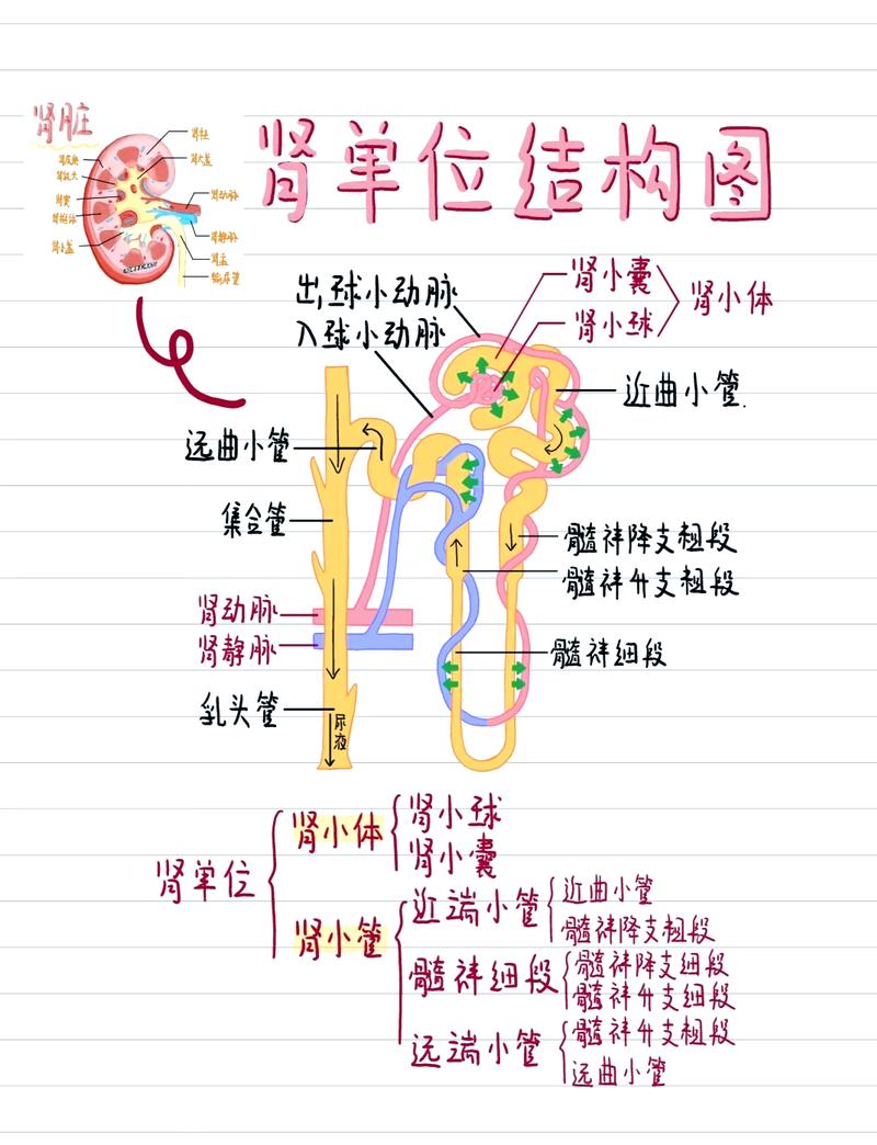 猫慢性肾病肾单位代偿机制示意图