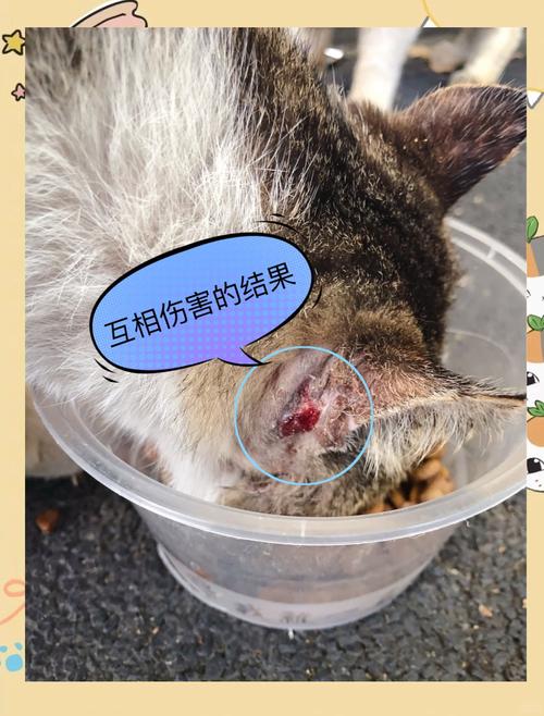 宠物医院急诊室里的公猫外伤处理场景