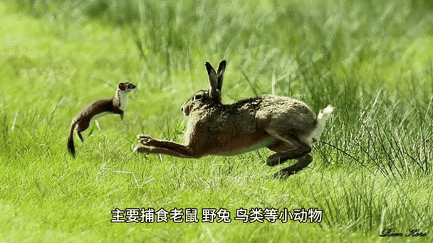 野兔:荒野上的机灵鬼,你以为它只是跑得快?-因为所以