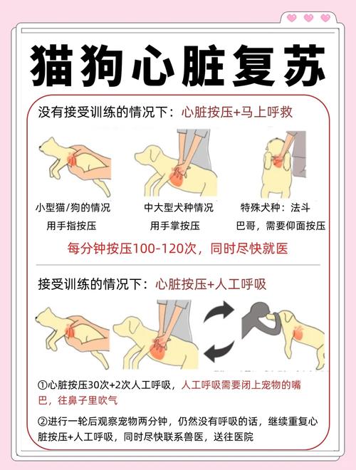 宠物呼吸心跳骤停判断步骤图
