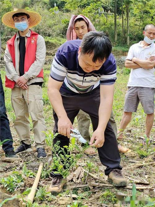 喀斯特山区科研人员教农民种植刺梨现场