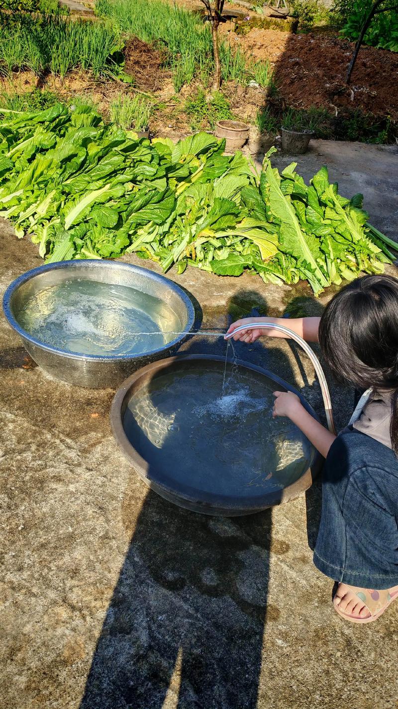 先把老法子拎出来晒晒:烘干?暴晒?可别瞎搞
