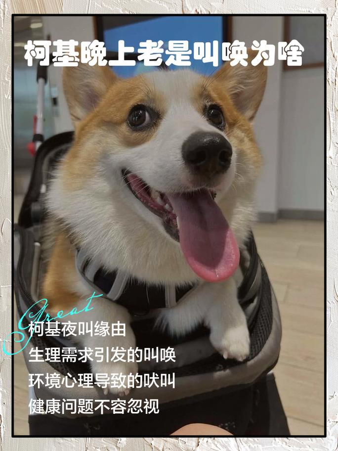 主人弯腰安抚楼道吠叫的柯基