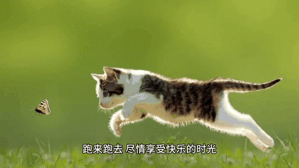 猫咪半夜在走廊奔跑动态模糊照片