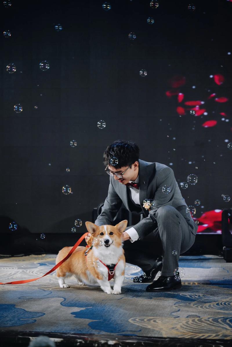 金毛犬叼戒指创意婚礼送戒环节户外