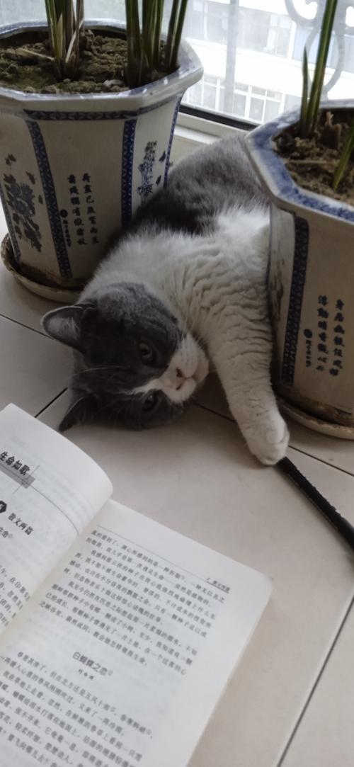 猫咪用爪子拨弄桌上的钢笔