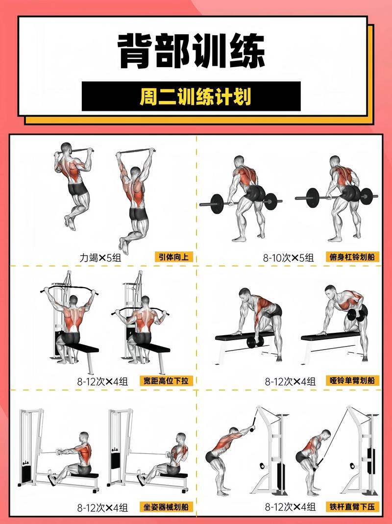 健身房新手增肌训练计划示意图