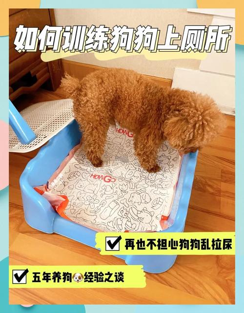 金毛小狗围栏内尿垫训练场景