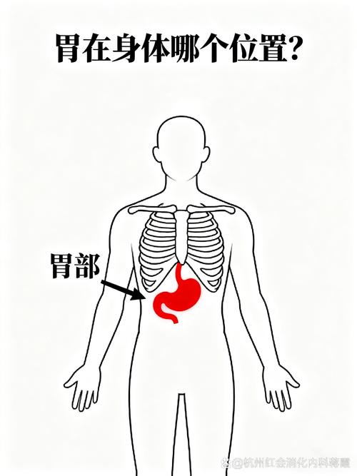 饭后站立与躺卧胃部位置对比示意图