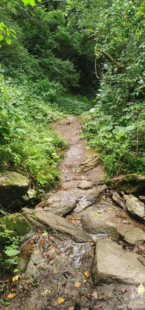 湖北南漳荆山原始森林山林小径