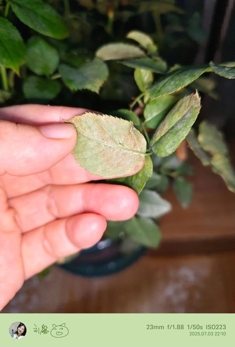 玫瑰叶片上红蜘蛛侵害微观特写