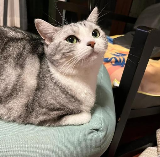 猫咪在家中不同区域标记领地行为实拍