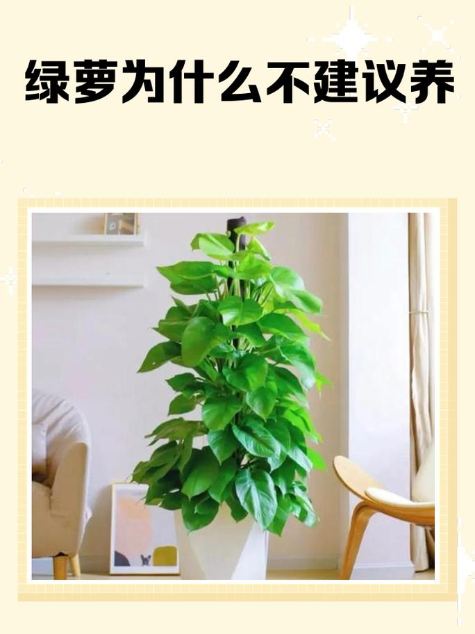 绿植到底该不该买?