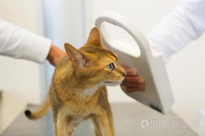 兽医给家养猫咪后颈植入宠物微芯片操作实拍