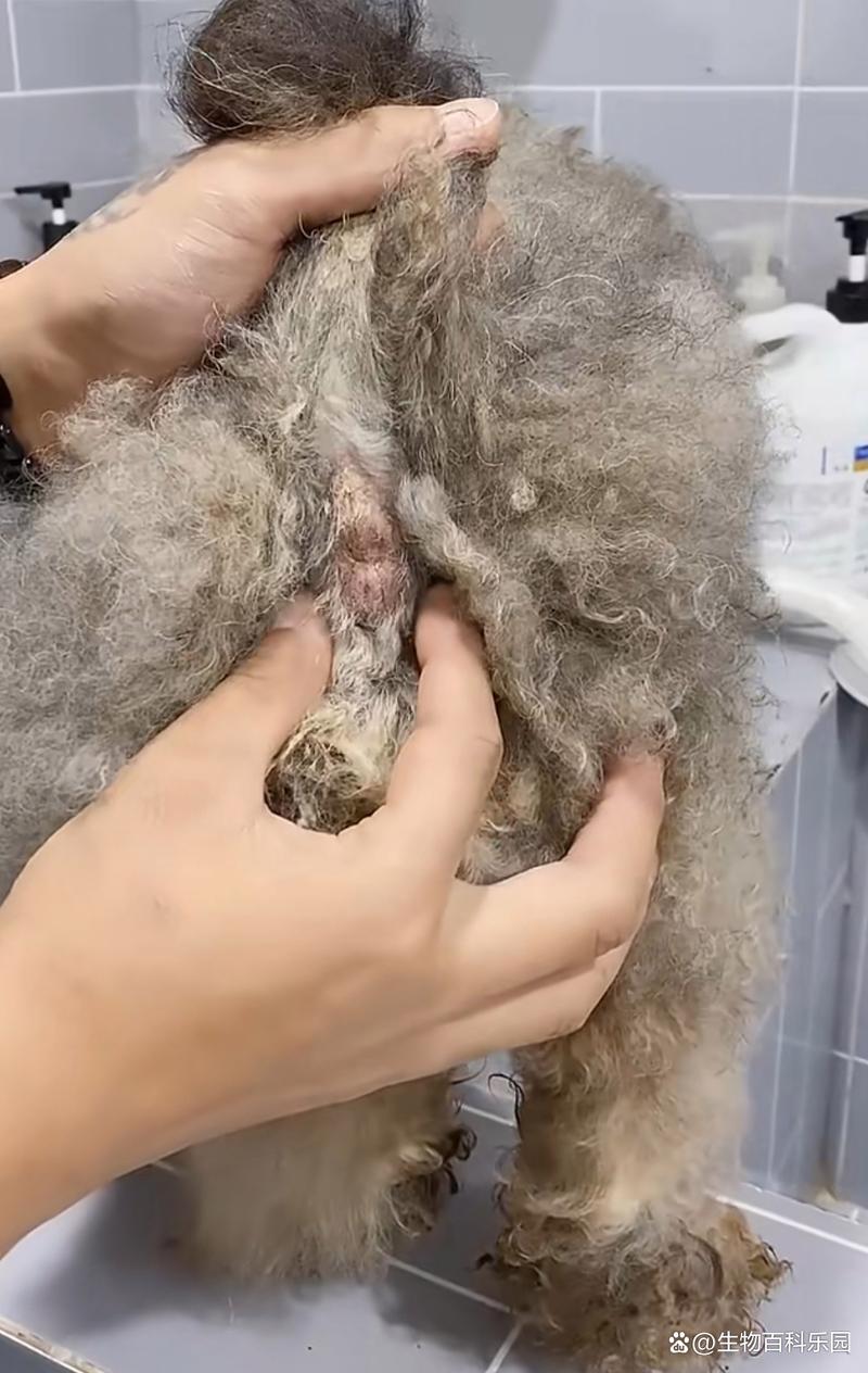 居家给狗狗挤肛门腺的正确手势图