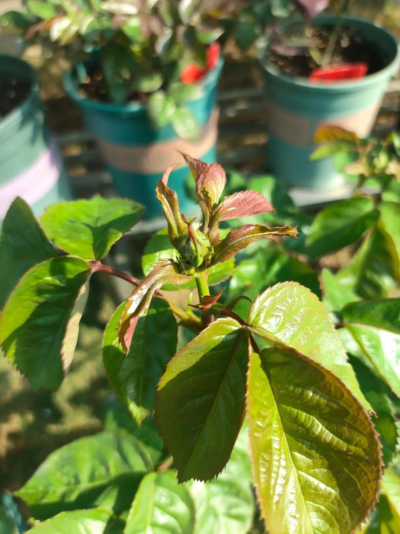 月季多头花苞疏蕾前后对比