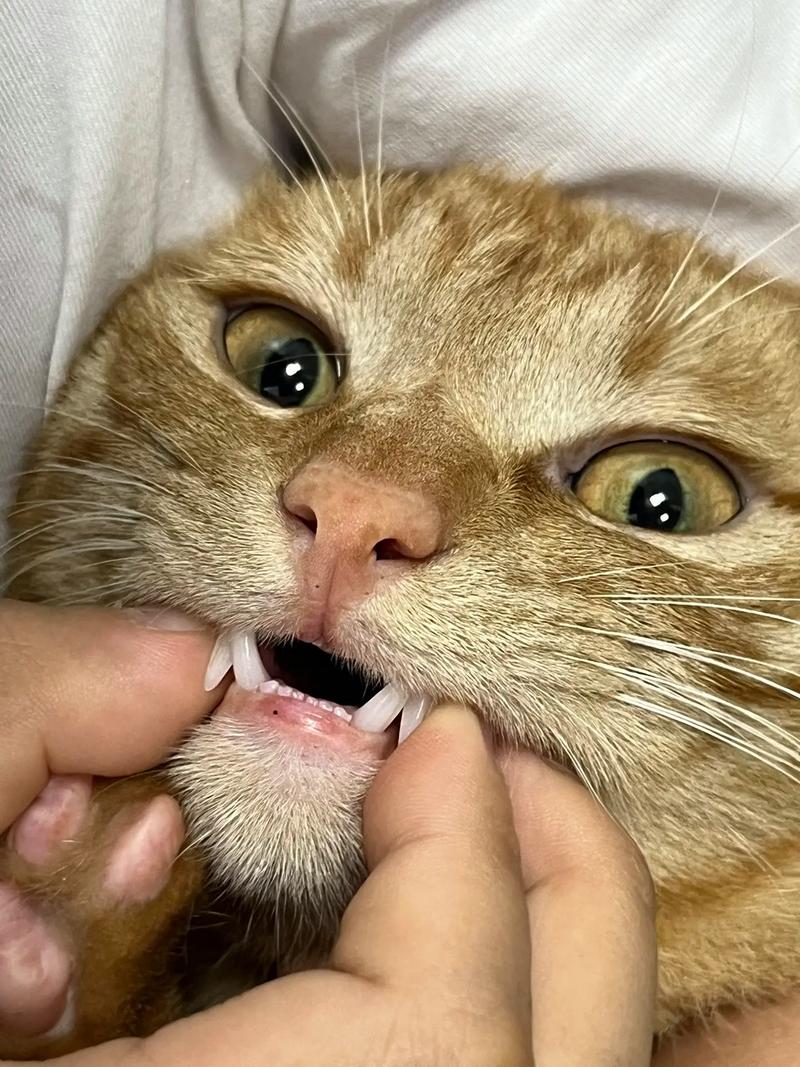 兽医正在检查一只橘猫的牙齿