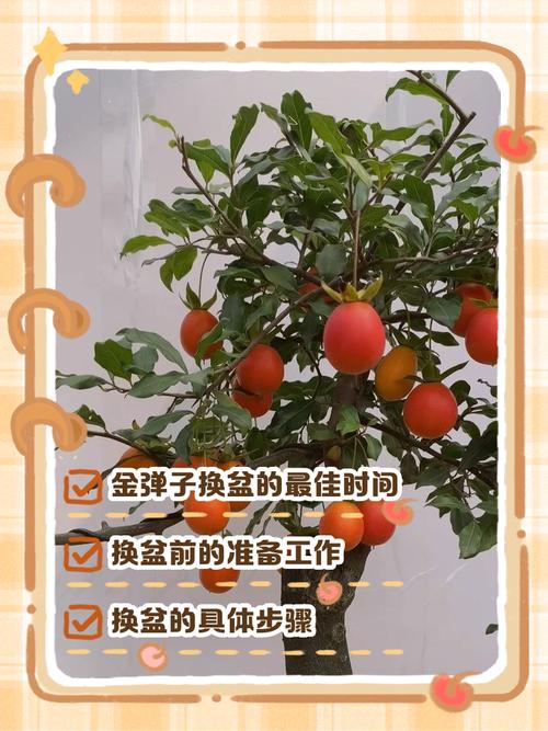 该换盆时就换盆