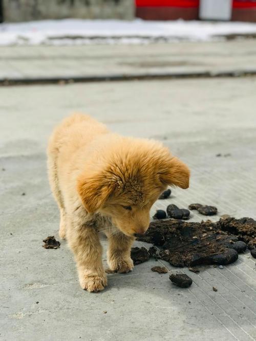 未接种疫苗幼犬嗅闻户外地面粪便场景