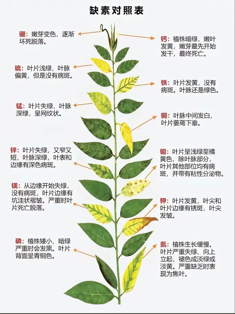 绿植缺素症状叶片对比图