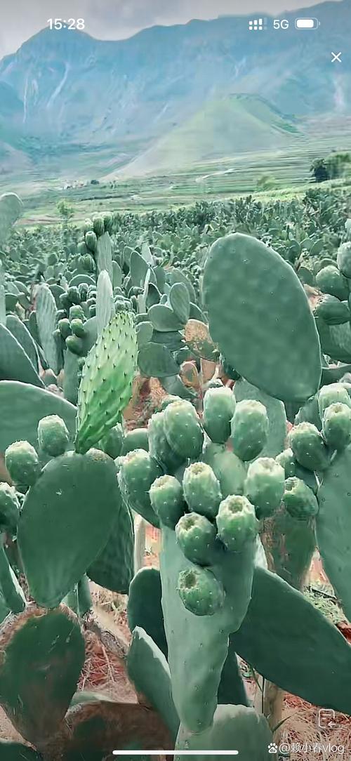🌵 最后,有些问题不用解决