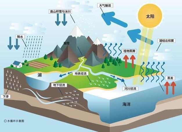 森林生态系统蒸腾作用水循环路径示意图