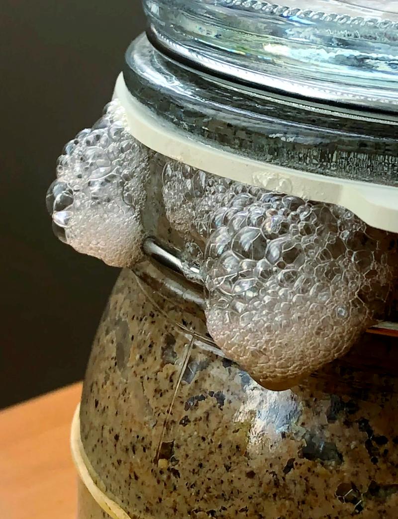 透明玻璃罐中天然酵母表面布满细密泡沫