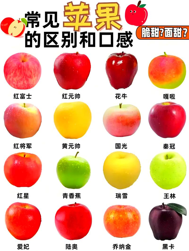 不同搜索意图的苹果关键词分类示意图