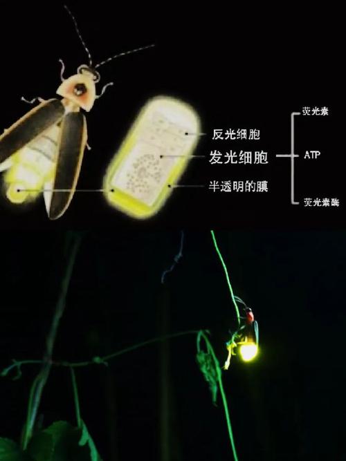 萤火虫腹部分泌荧光素的发光器特写图
