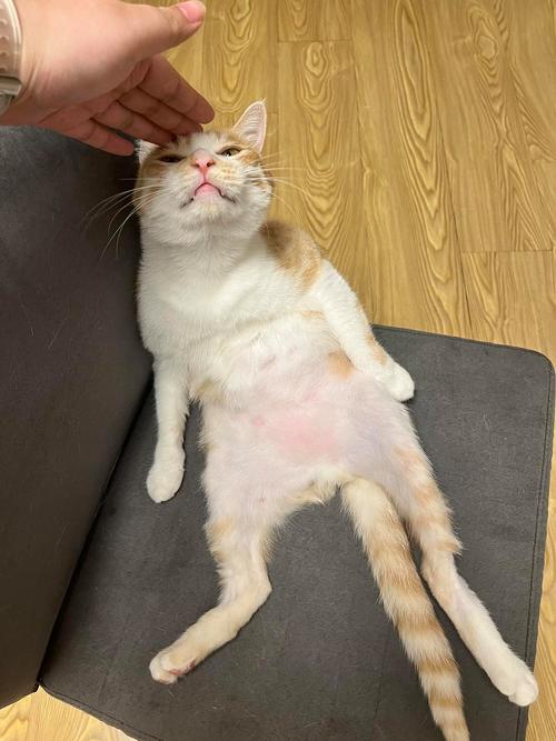 猫咪应激后过度舔毛导致腹部局部秃毛的实拍图