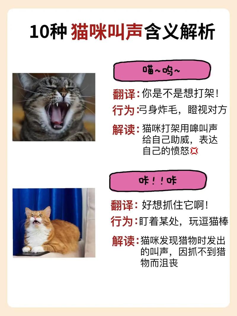 你为什么读不懂你家猫?
