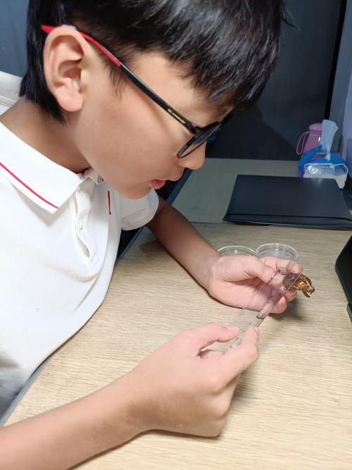 小学科学课学生观察蜗牛探究场景
