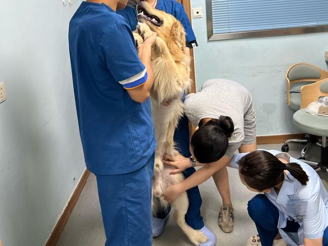兽医给狗狗检查肛门腺门诊实拍