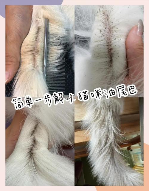 轻微猫油尾巴在家就能护理