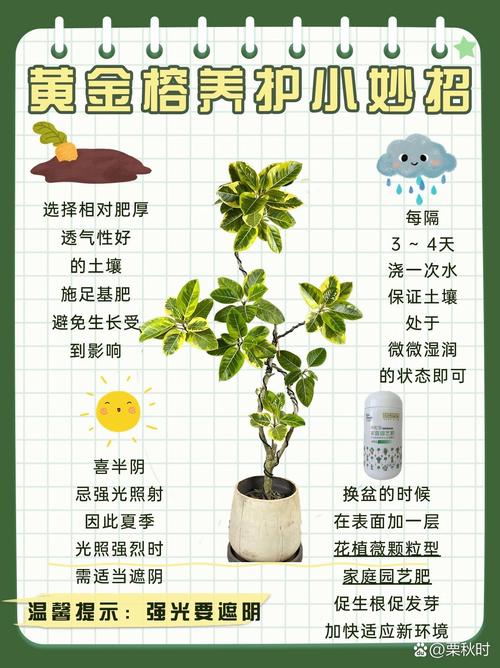 为什么要给家里的盆栽做定期筛选?