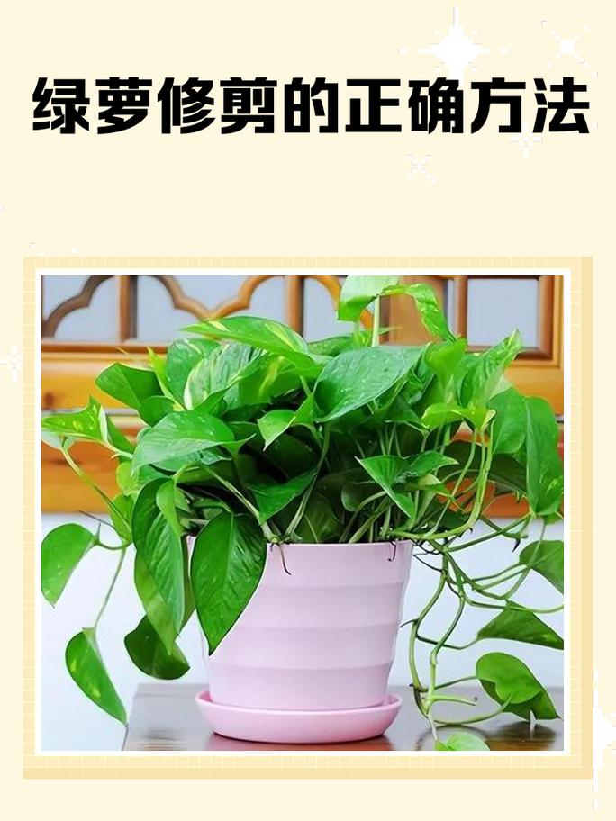 绿萝黄叶后正确修剪方法
