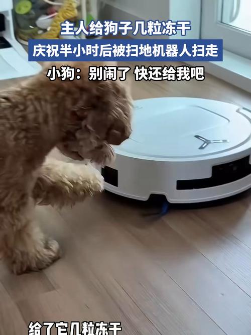主人在运行的扫地机器人旁给幼犬喂冻干零食
