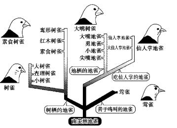 加拉帕戈斯地雀喙型多样性示意图