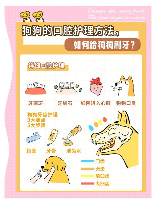 新手错误犬猫刷牙手法示意图
