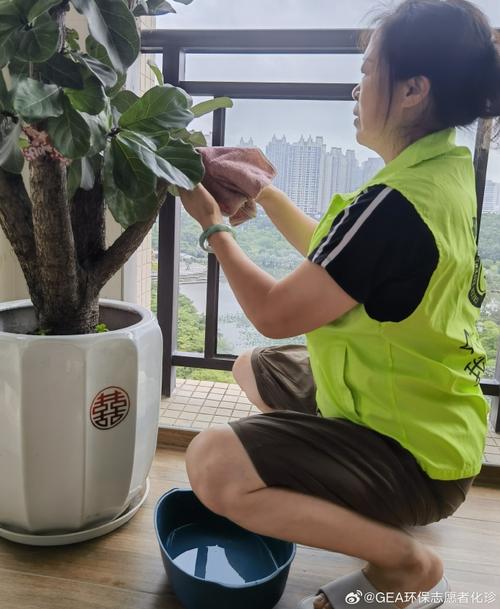 家庭擦拭龟背竹叶面灰尘场景