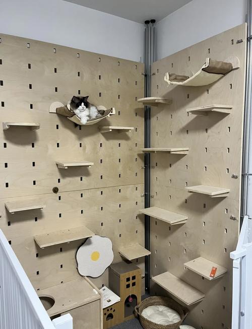 猫咪趴在高处猫爬架上往下看